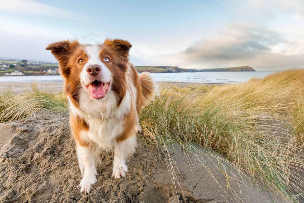 Willa Ty Pren Bach Maenclochog Zewnętrze zdjęcie